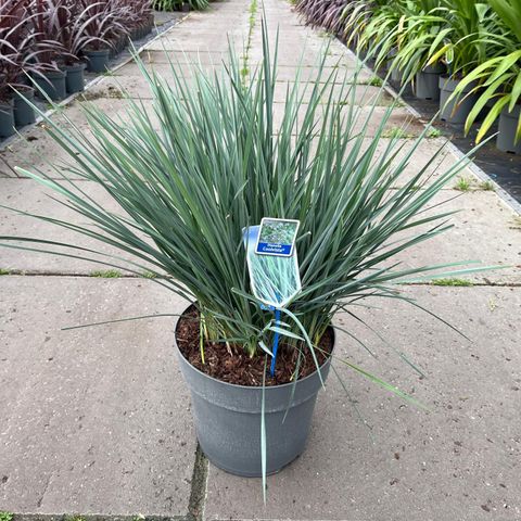 Dianella revoluta COOLVISTA