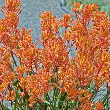 Anigozanthos 'Orange Glow'