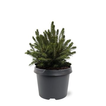Picea abies 'Tompa'