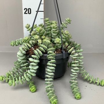 Crassula marnieriana 'Hottentot'