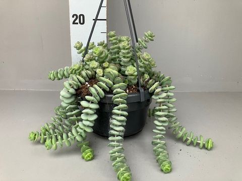 Crassula marnieriana 'Hottentot'