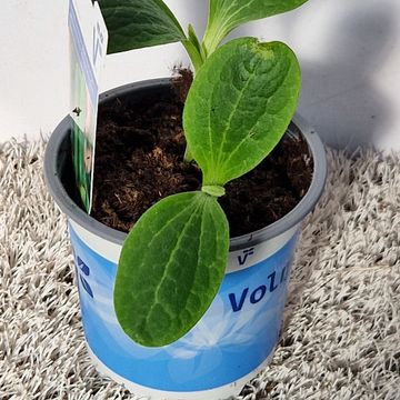 Cucurbita pepo 'Zodiac'