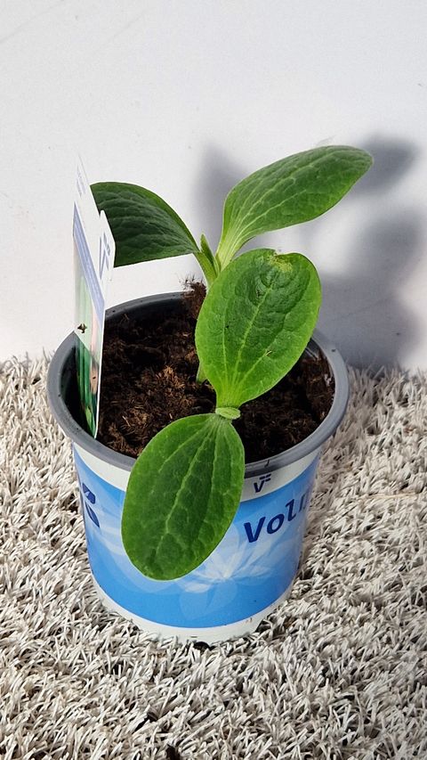 Cucurbita pepo 'Zodiac'