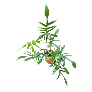 Philodendron polypodioides