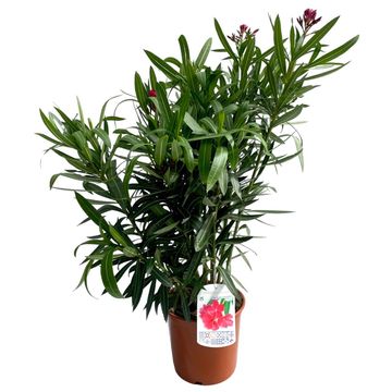 Nerium oleander