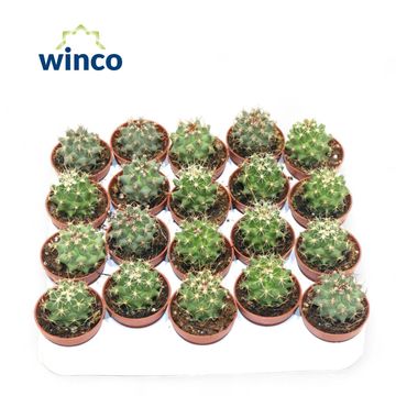 Thelocactus rinconensis nidulans