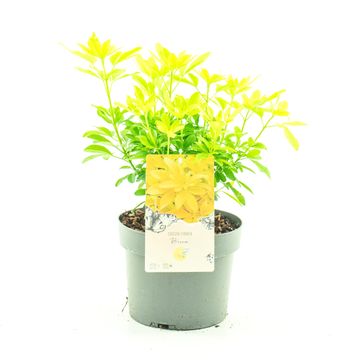 Choisya ternata SUNDANCE