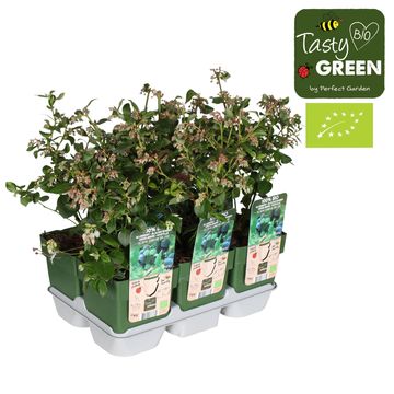 Vaccinium corymbosum 'Bingo Blue'