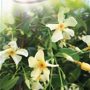 Trachelospermum jasminoides 'Yellow Wings'
