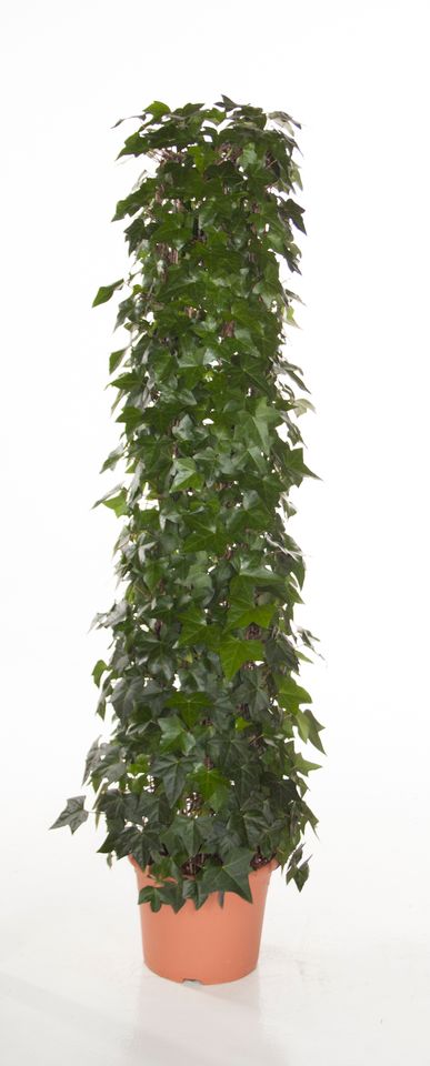Hedera algeriensis 'Montgomery'