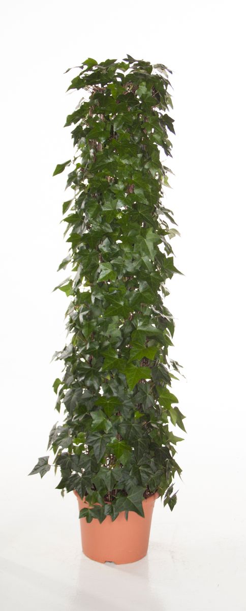 Hedera algeriensis 'Montgomery' — Plant Wholesale FlorAccess
