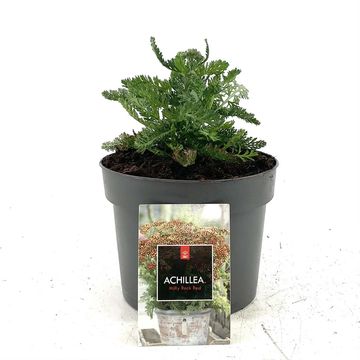 Achillea millefolium MILLY ROCK RED