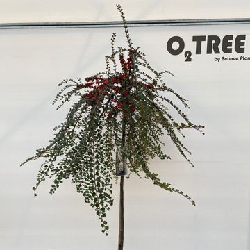 Cotoneaster apiculatus 'Blackburn'