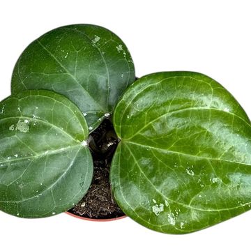 Hoya 'Sarawak Cream'