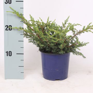 Juniperus communis 'Repanda'