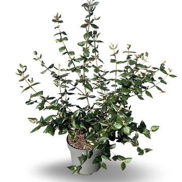 Viburnum x burkwoodii
