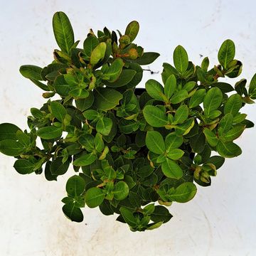 Rhododendron 'Shamrock'