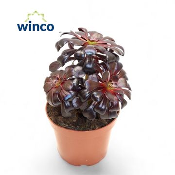 Aeonium arboreum 'Zwartkop'