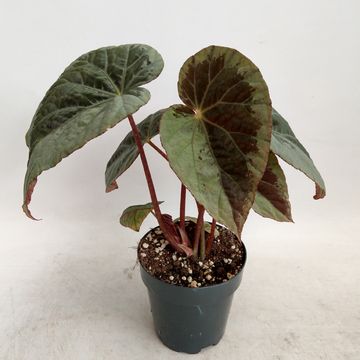 Begonia burkillii