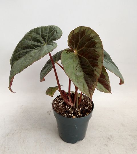 Begonia burkillii