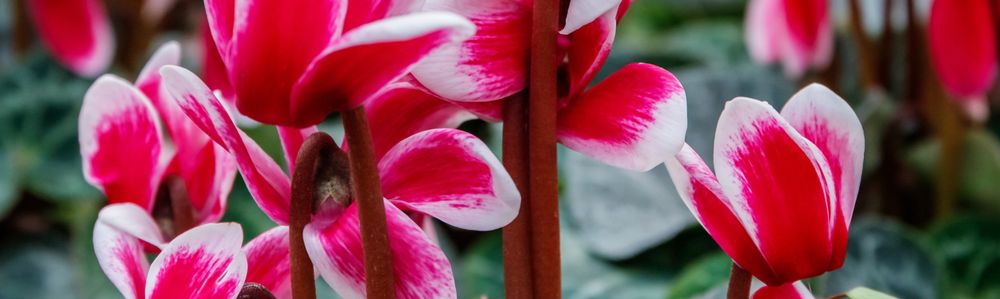 Bulbs (pot) - Tulipa