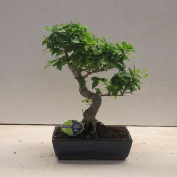 Ligustrum sinense