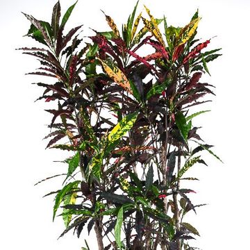Codiaeum variegatum 'Pie Crust'