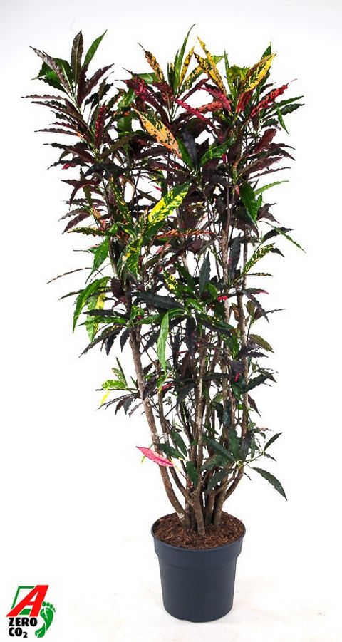 Codiaeum variegatum 'Pie Crust'