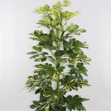 Schefflera arboricola 'Dalton'