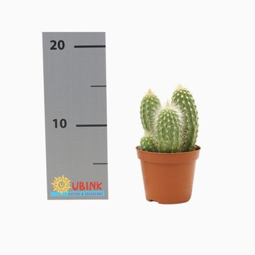 Vatricania guentheri