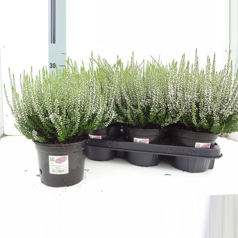 Calluna vulgaris GARDEN GIRLS ALICIA