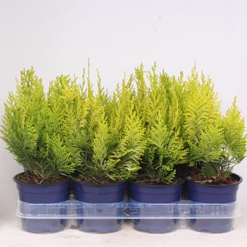 Chamaecyparis lawsoniana 'Ivonne'