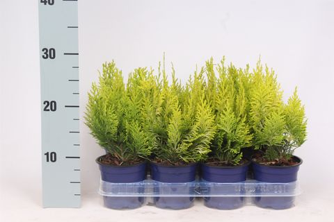 Chamaecyparis lawsoniana 'Ivonne'