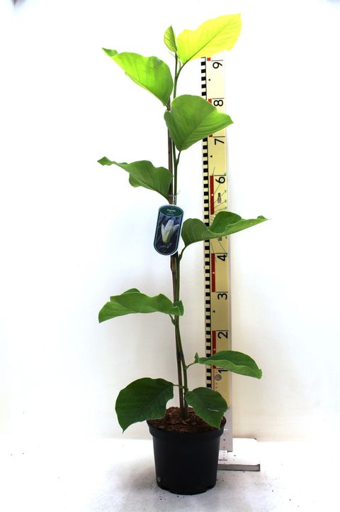 Magnolia denudata YELLOW RIVER