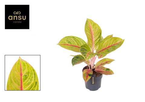 Aglaonema 'Iguana Red'