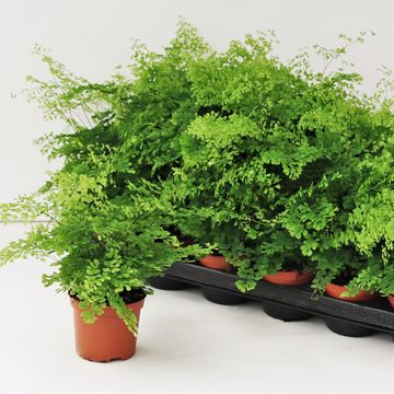 Adiantum microphyllum