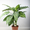 Dieffenbachia seguine 'Cheetah'