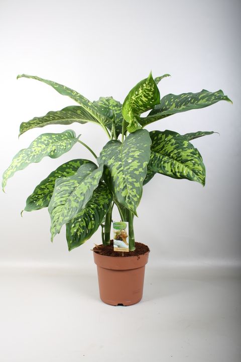 Dieffenbachia seguine 'Cheetah'