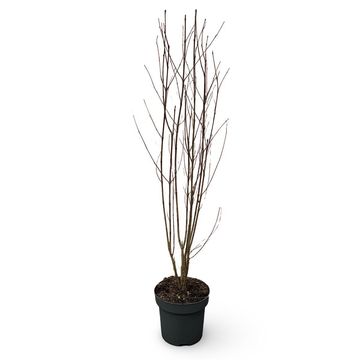 Cercidiphyllum japonicum