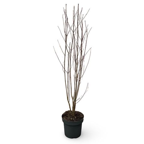 Cercidiphyllum japonicum