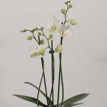 Phalaenopsis 'Tropic Snowball'