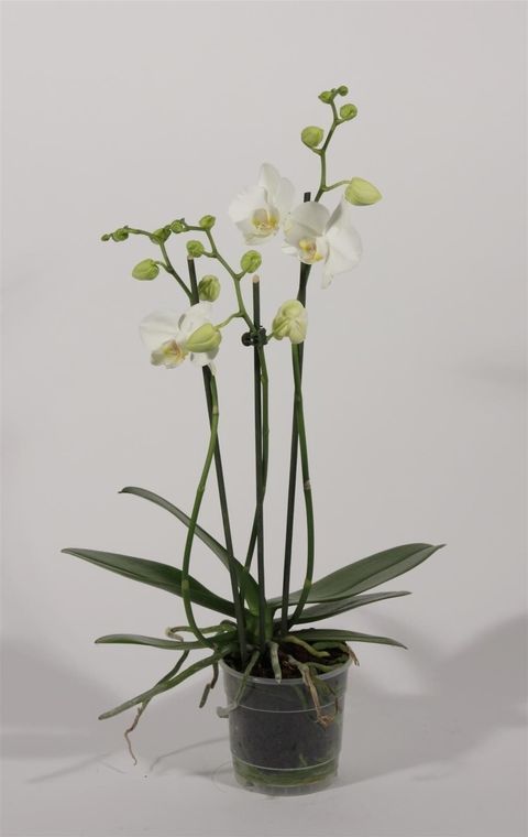 Phalaenopsis 'Tropic Snowball'