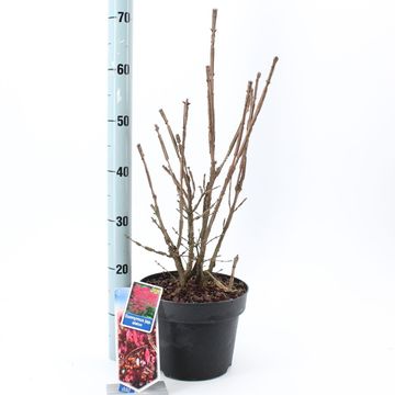 Euonymus alatus
