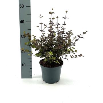 Lophomyrtus x ralphii 'Purpurea'