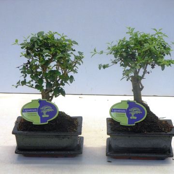 Ligustrum sinense