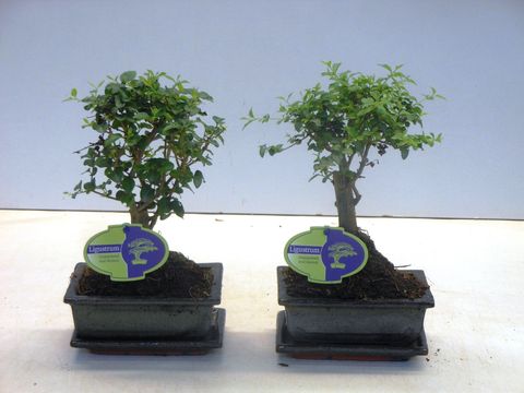 Ligustrum sinense
