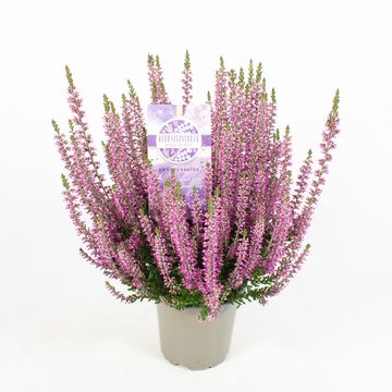 Calluna vulgaris GARDEN GIRLS HERBSTLAVENDEL MIX