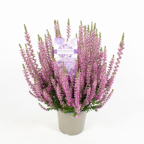 Calluna vulgaris GARDEN GIRLS HERBSTLAVENDEL MIX