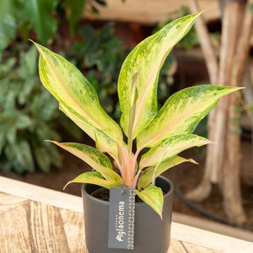 Aglaonema 'Guave Pink'