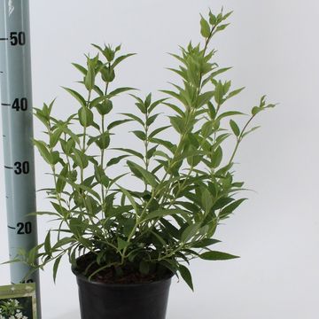 Deutzia gracilis